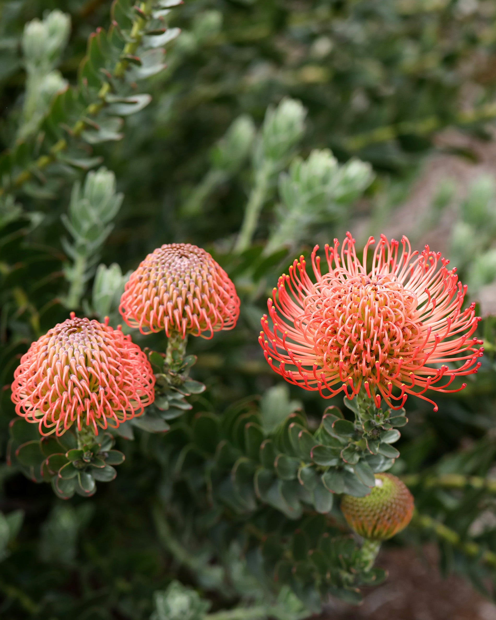 Leucospermum Cordifolium