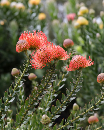 Leucospermum Cordifolium