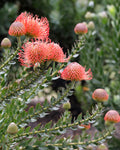 Leucospermum Cordifolium