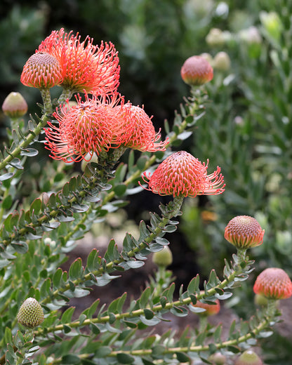 Leucospermum Cordifolium