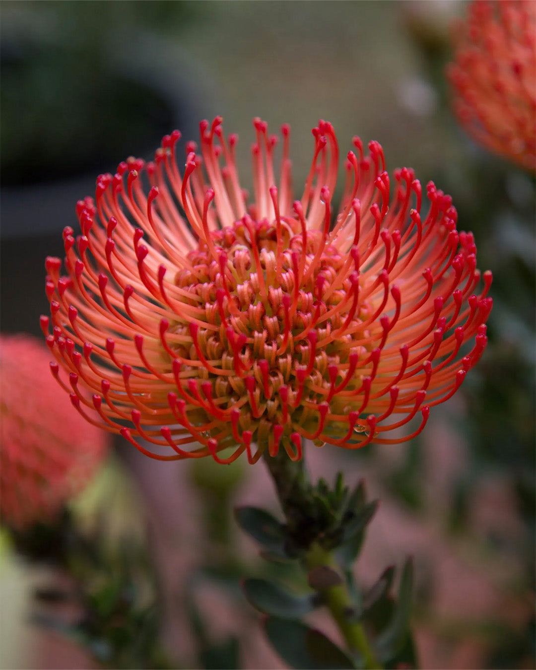 Leucospermum Cordifolium