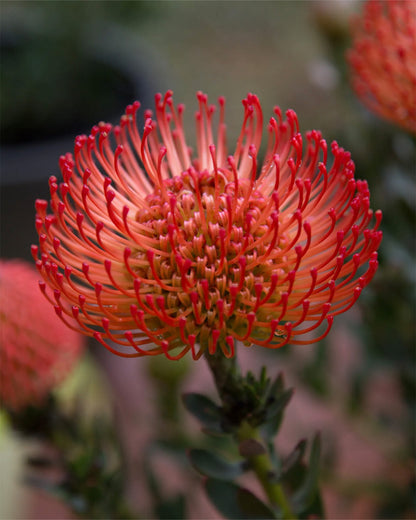 Leucospermum Cordifolium