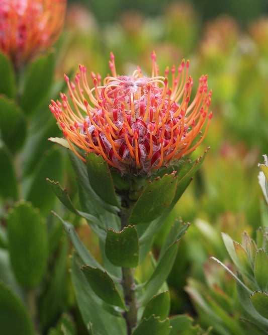 Leucospermum Dancer