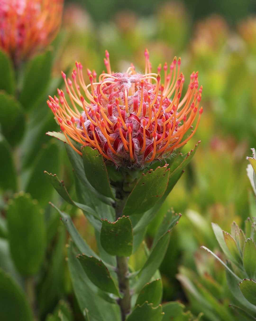 Leucospermum Dancer