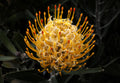 Leucospermum Goldie