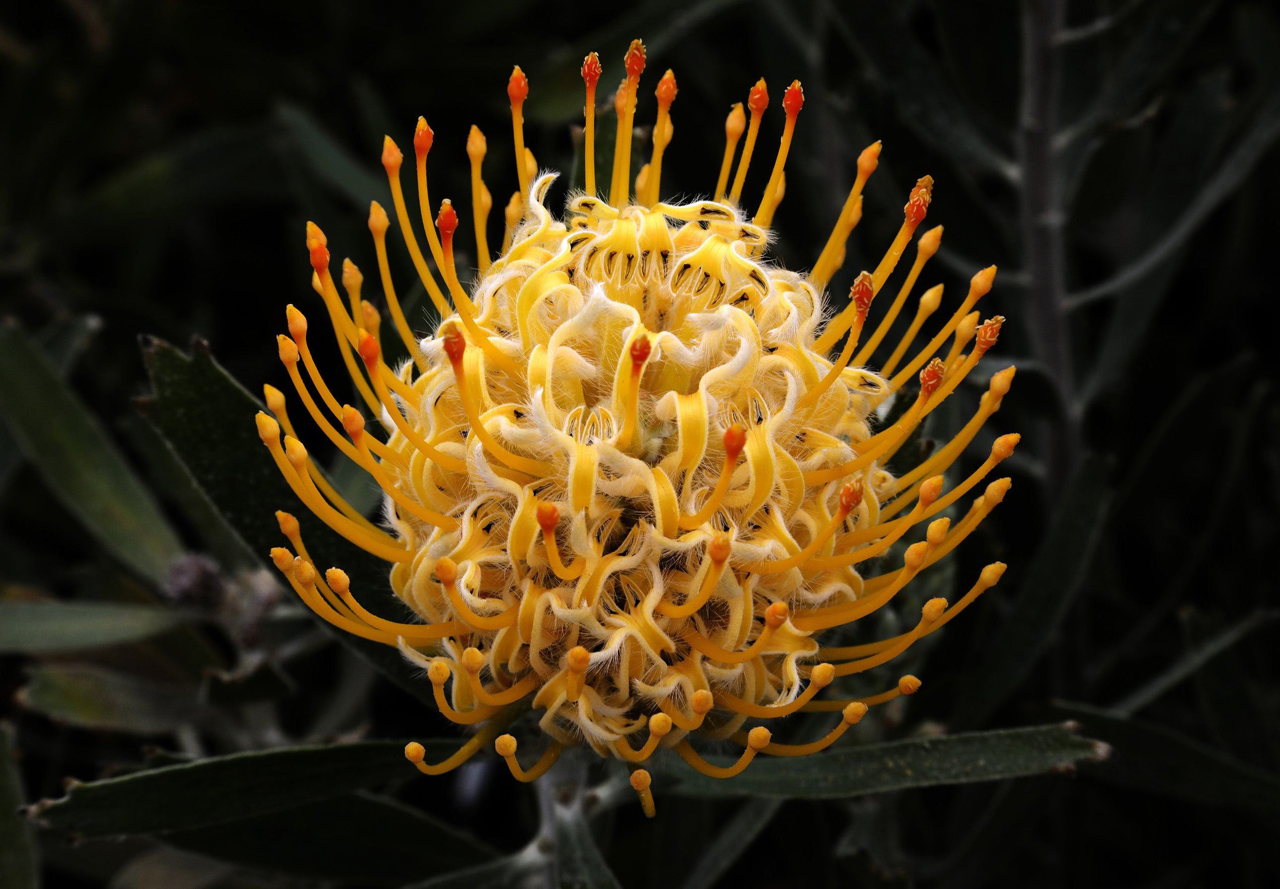 Leucospermum Goldie