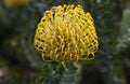 Leucospermum High Gold
