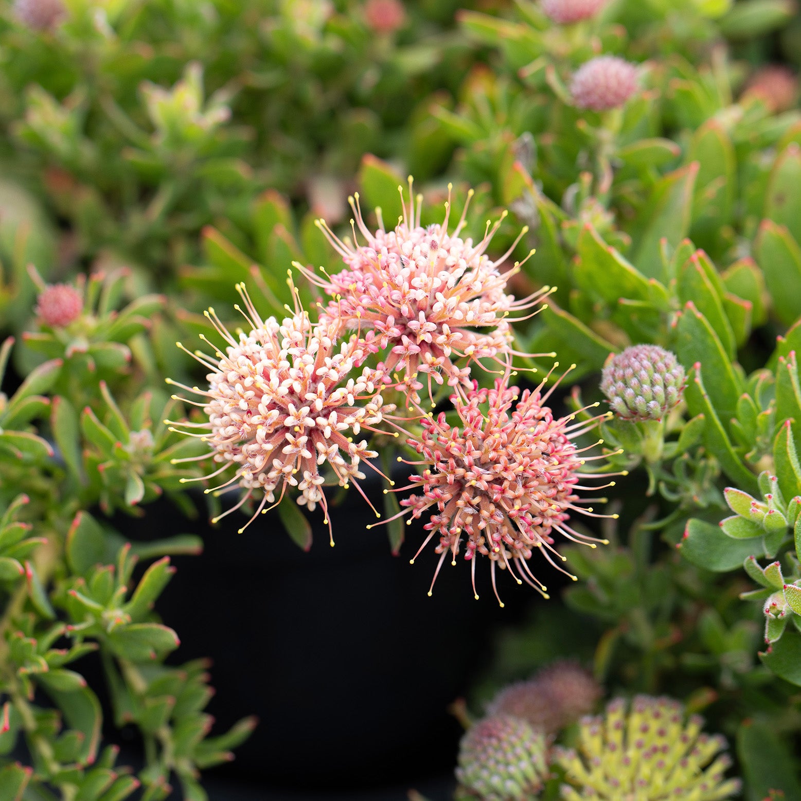 Leucospermum Hullabaloo