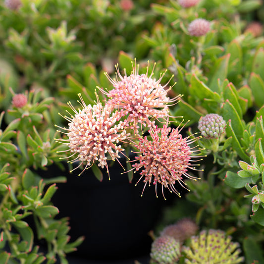 Leucospermum Hullabaloo