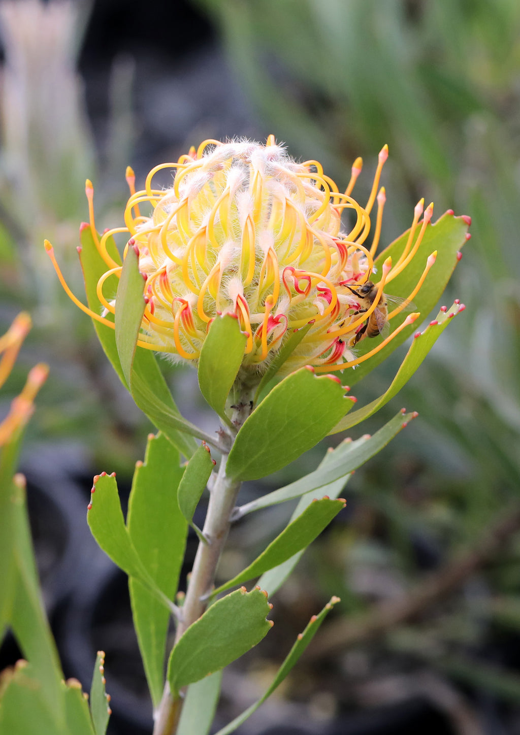 Leucospermum Mardi Gras Petite