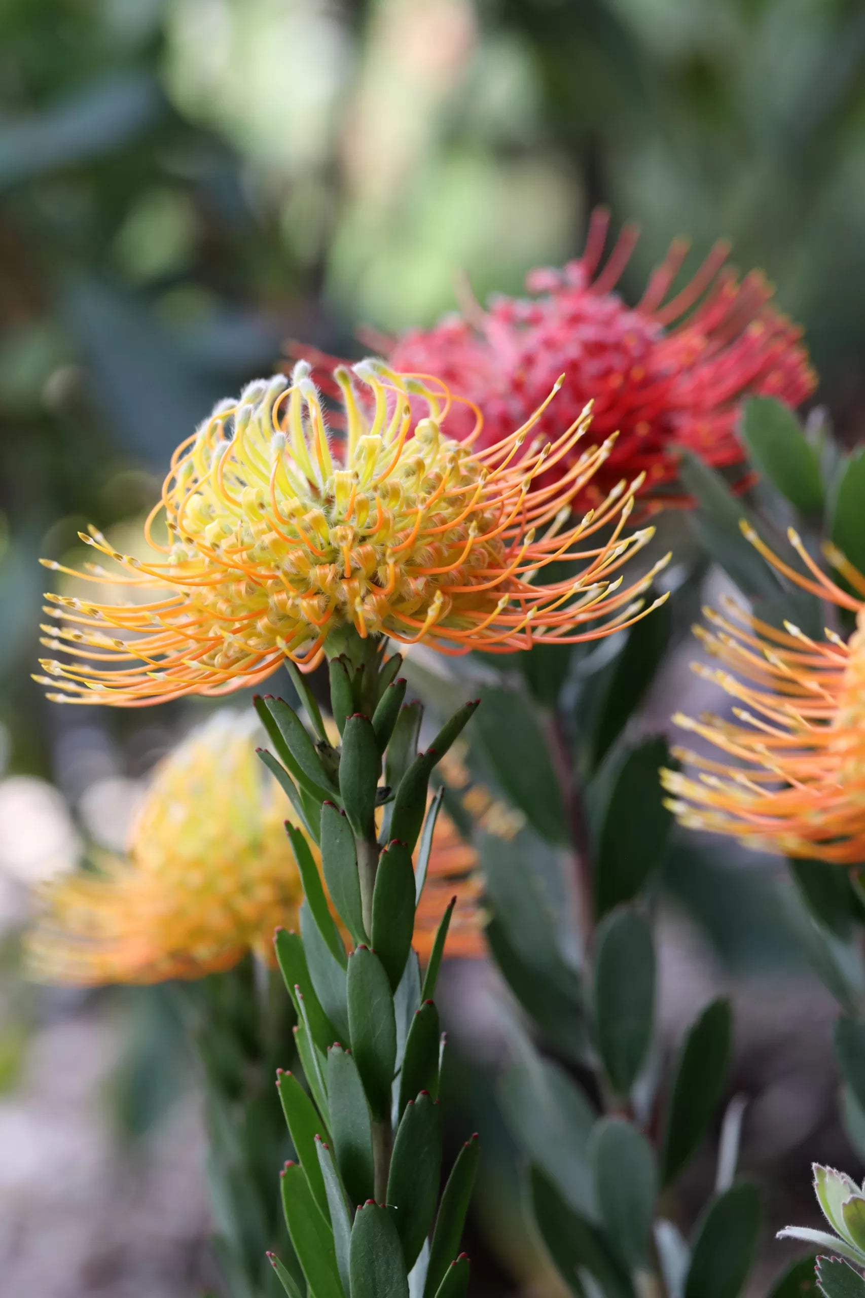 Leucospermum Phoenix Rising