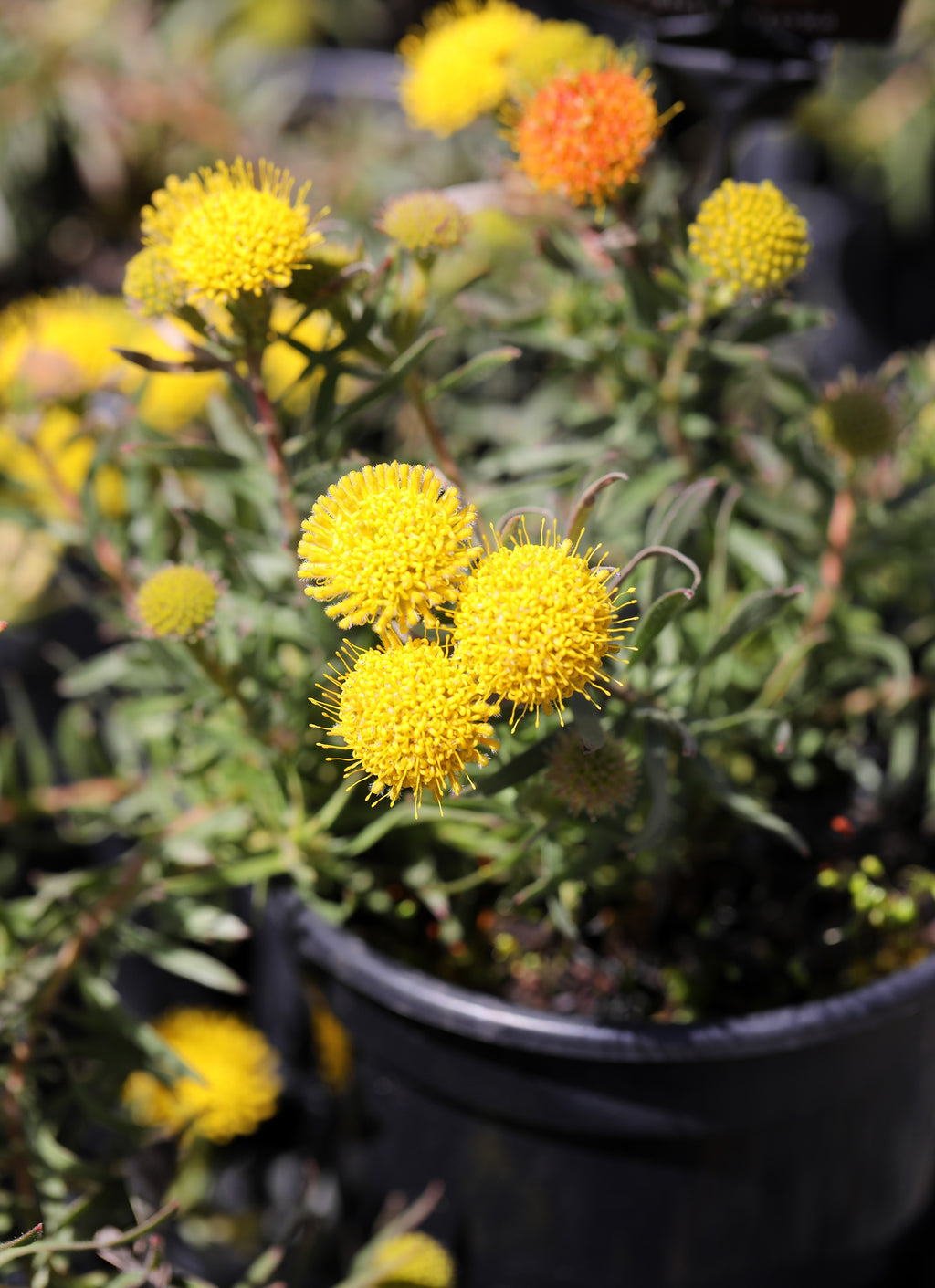 Leucospermum Prostratum