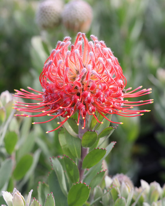 Leucospermum Red Phantom