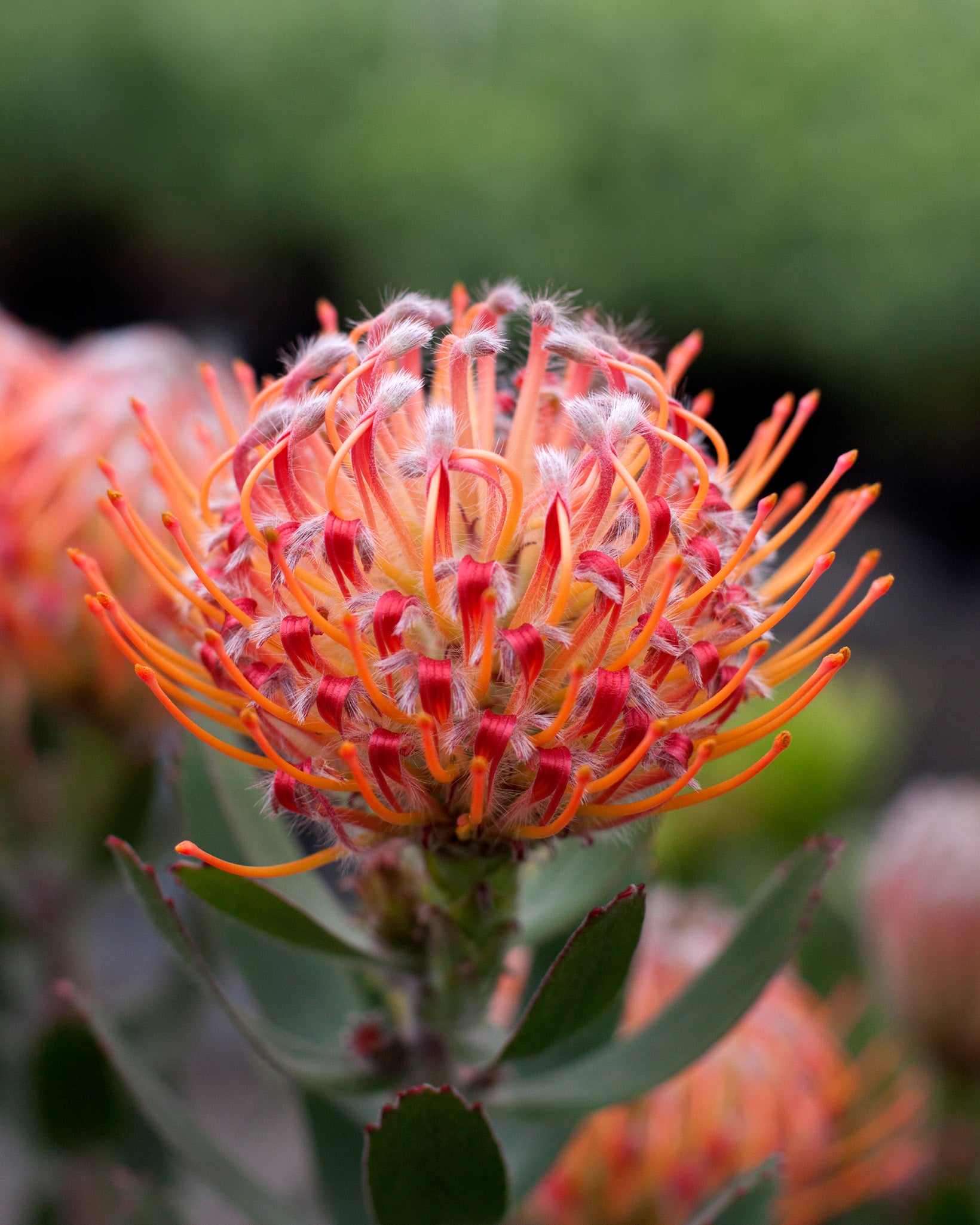 Leucospermum Scarlet Ribbon