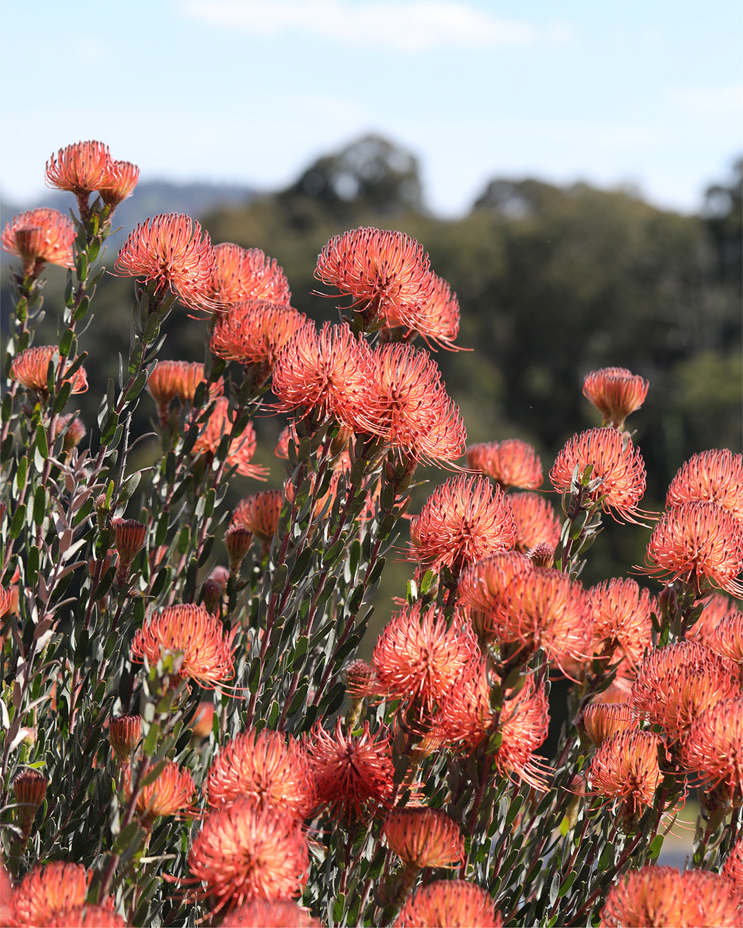 Leucospermum So Exotic