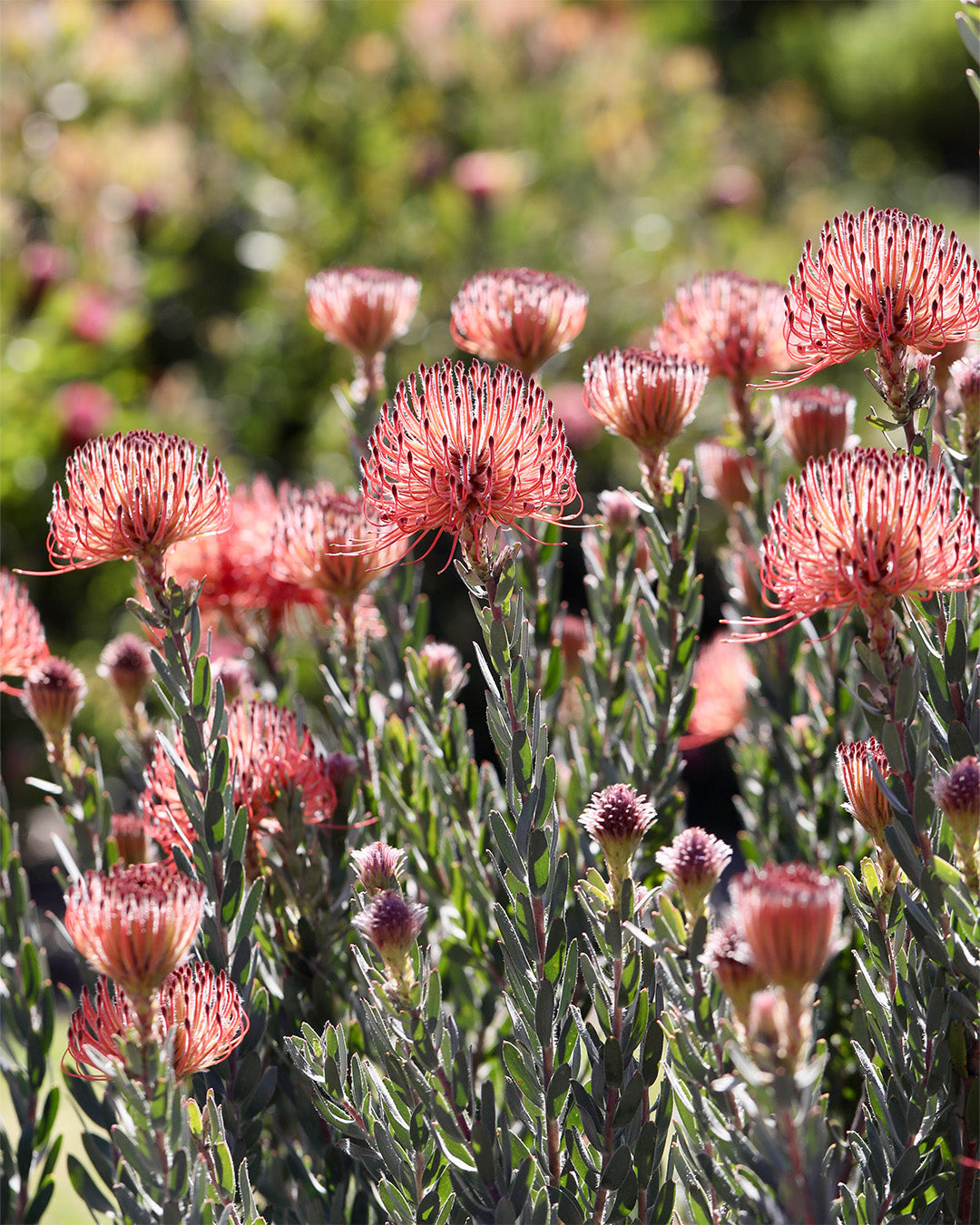 Leucospermum So Exotic