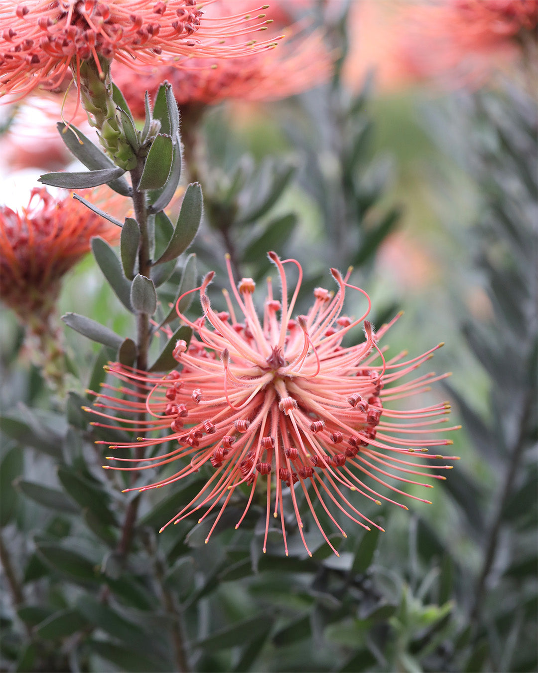 Leucospermum So Exotic