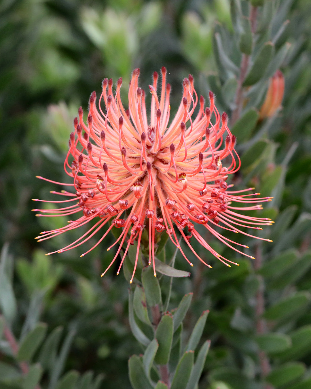 Leucospermum So Exotic