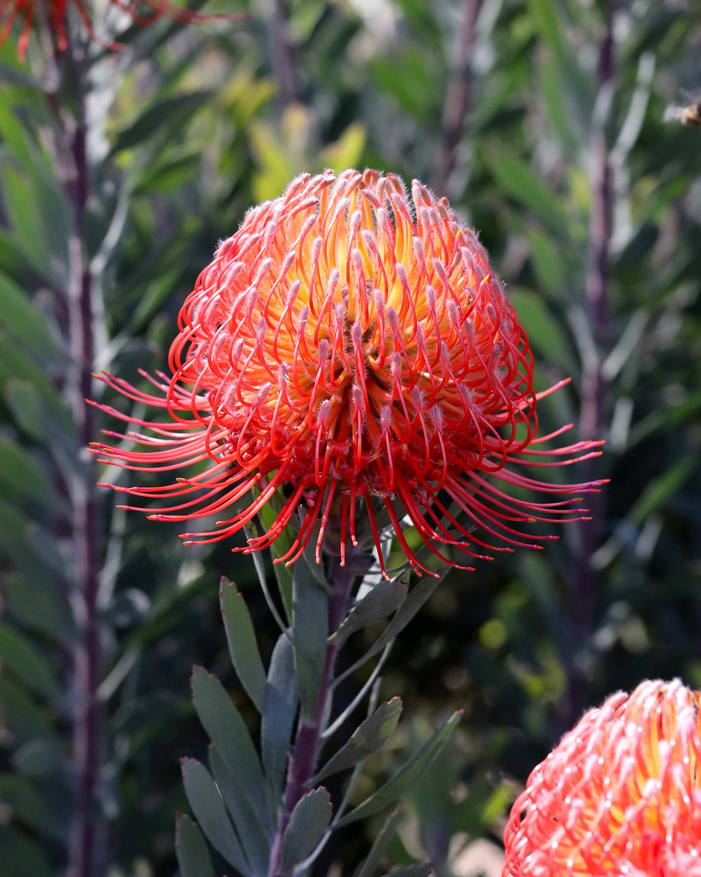 Leucospermum So Exquisite