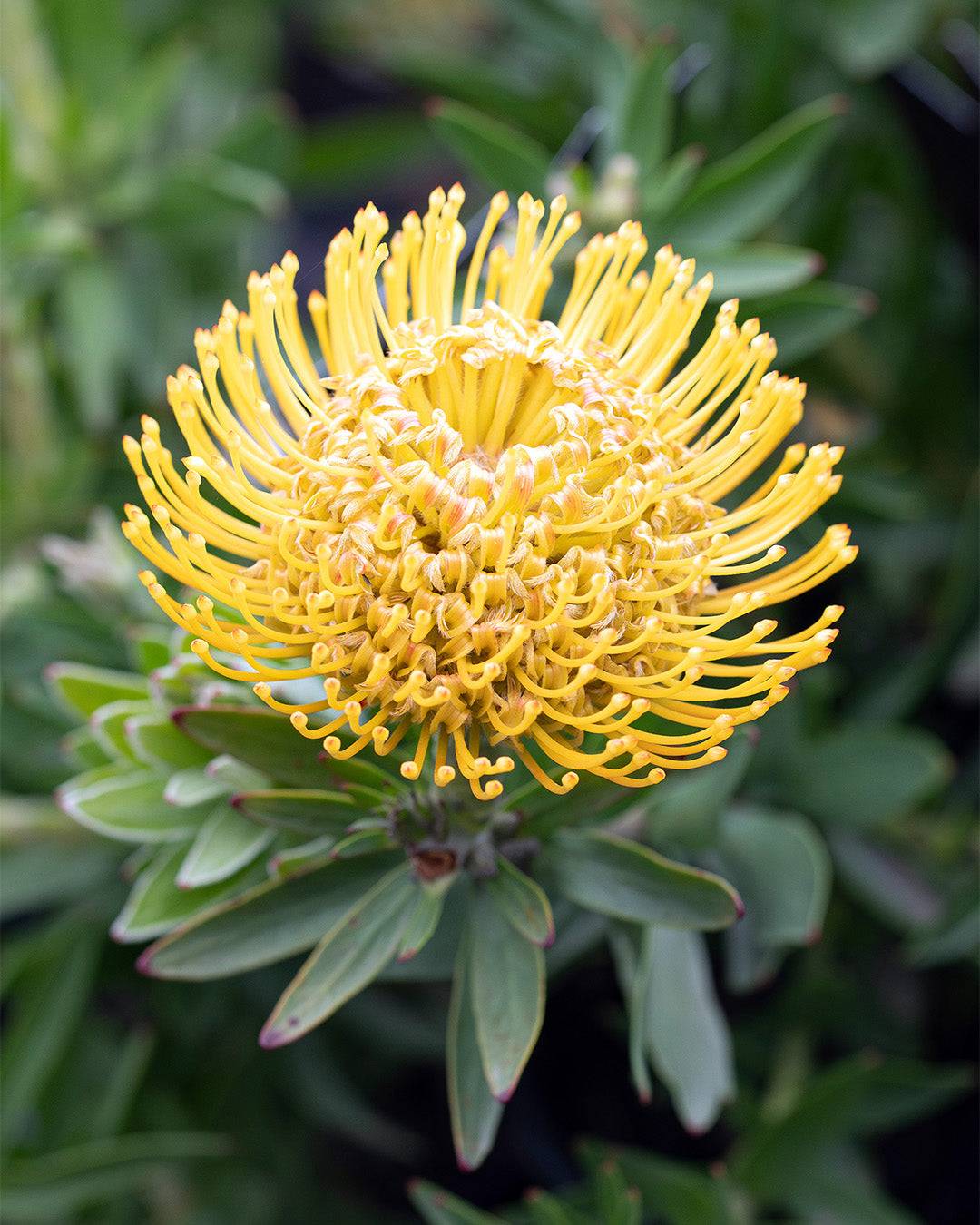 Leucospermum So Majestic