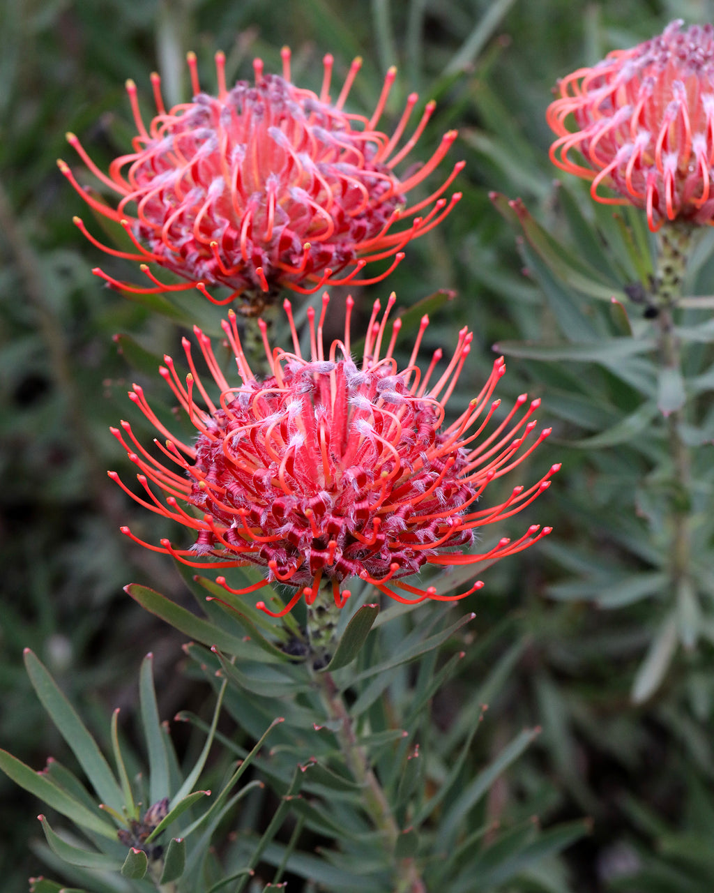 Leucospermum So Sincere
