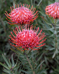 Leucospermum So Sincere