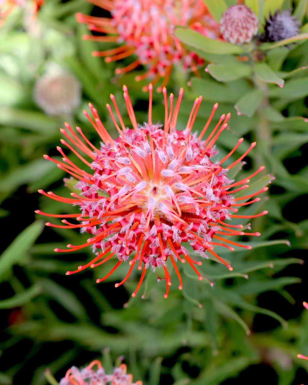 Leucospermum So Sincere