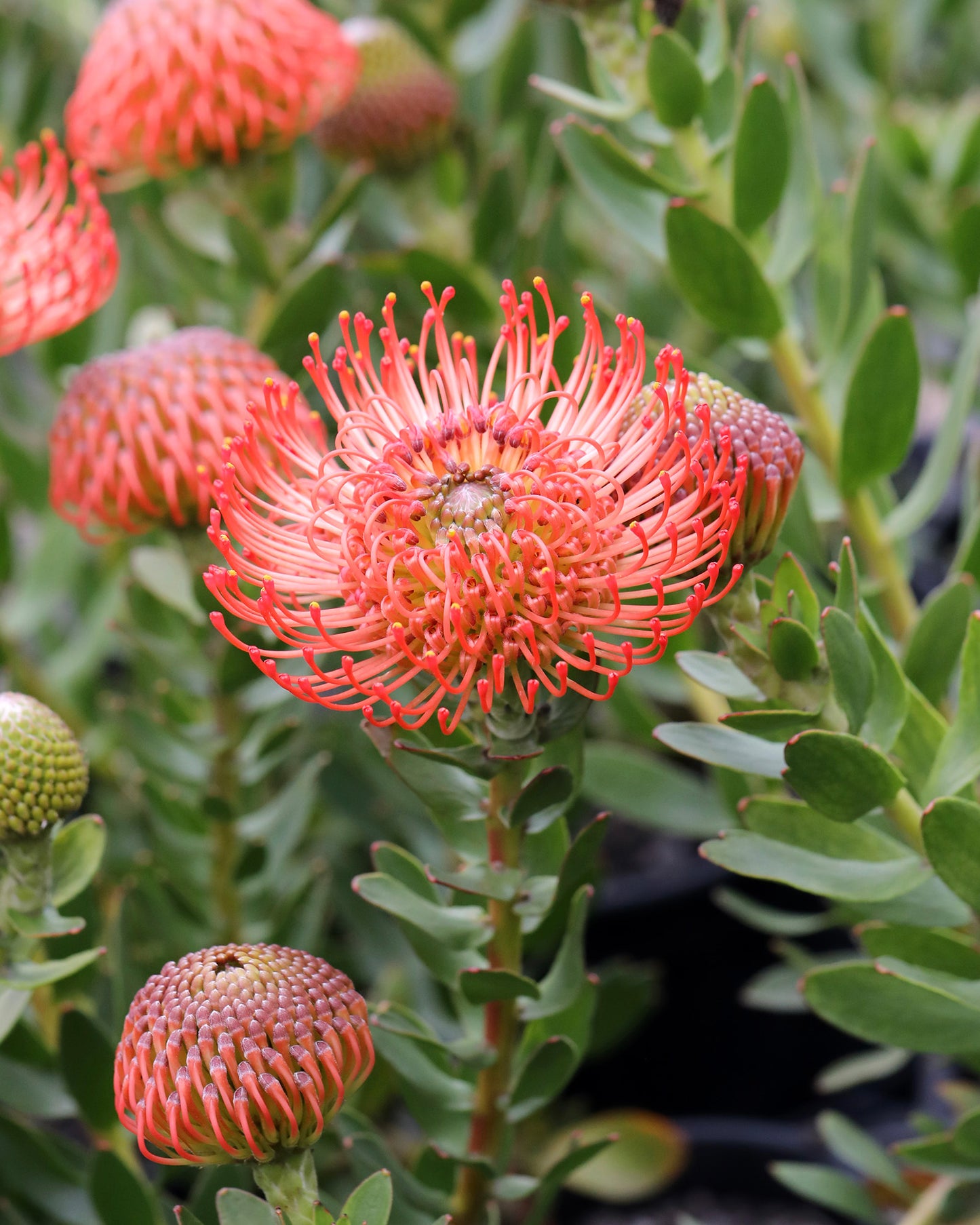 Leucospermum So® Successful