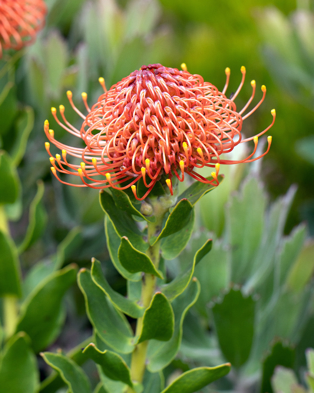 Leucospermum Titan
