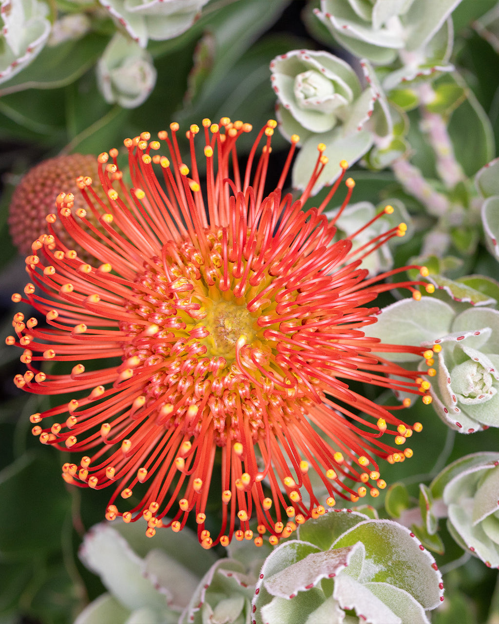 Leucospermum Vlam - Leucospermum cordifolium