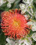 Leucospermum Vlam - Leucospermum cordifolium