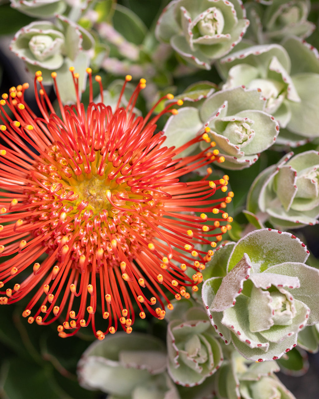 Leucospermum Vlam - Leucospermum cordifolium