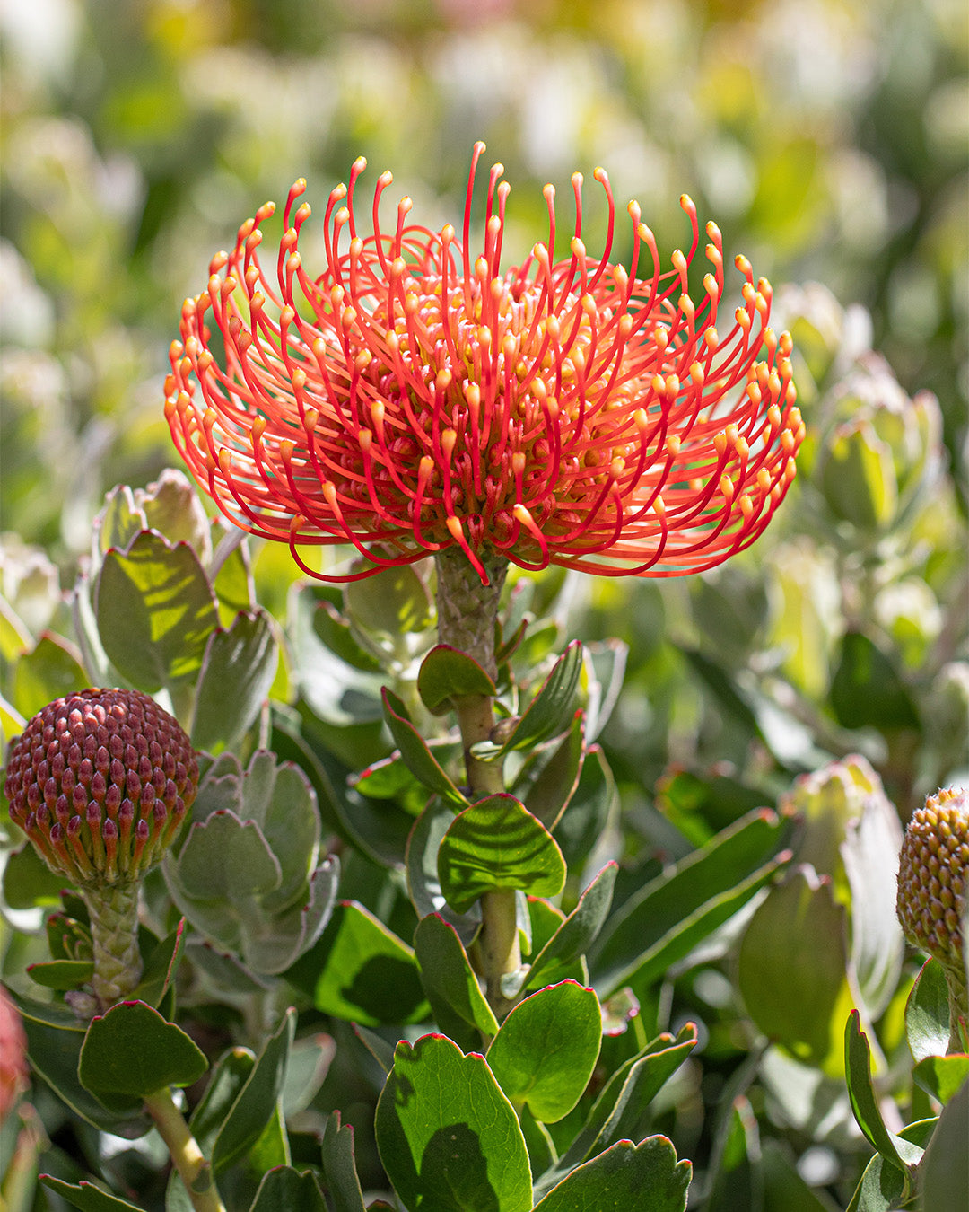 Leucospermum Vlam - Leucospermum cordifolium