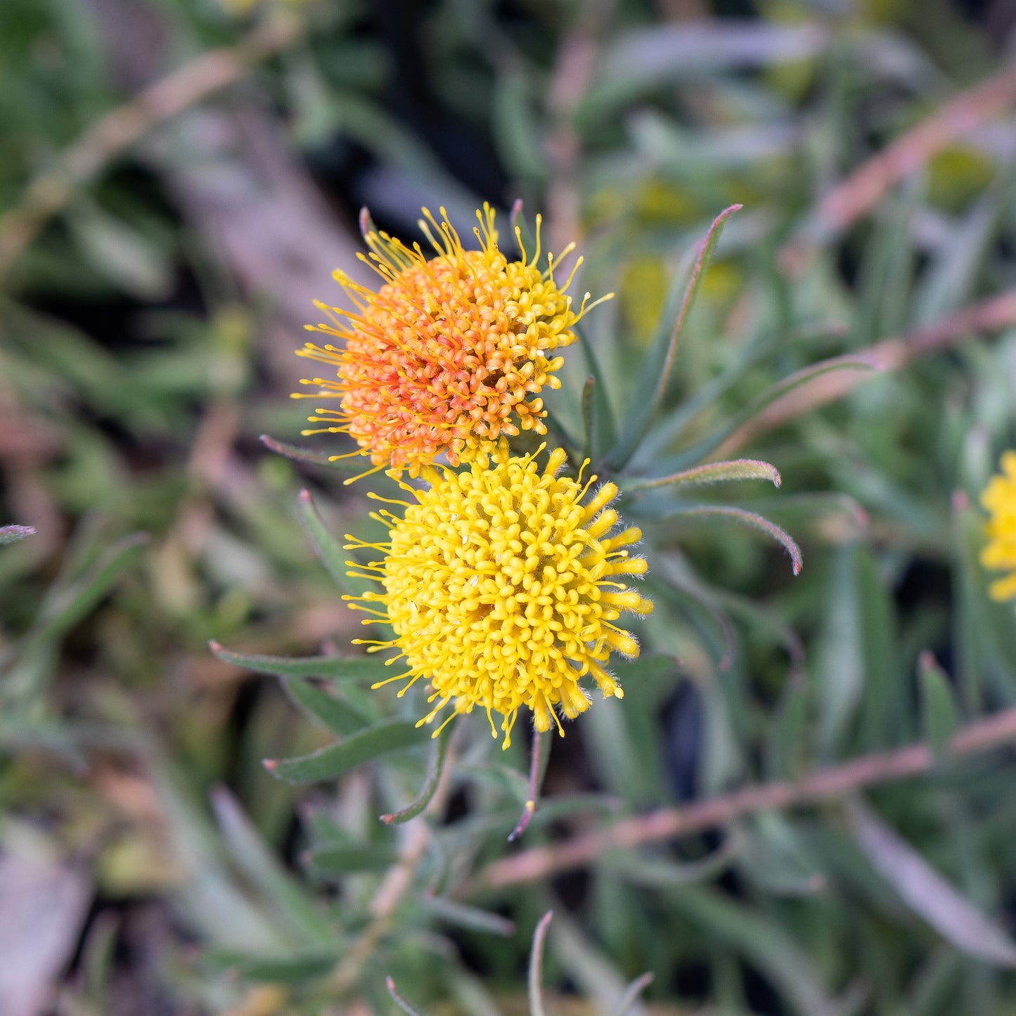 Leucospermum Prostratum