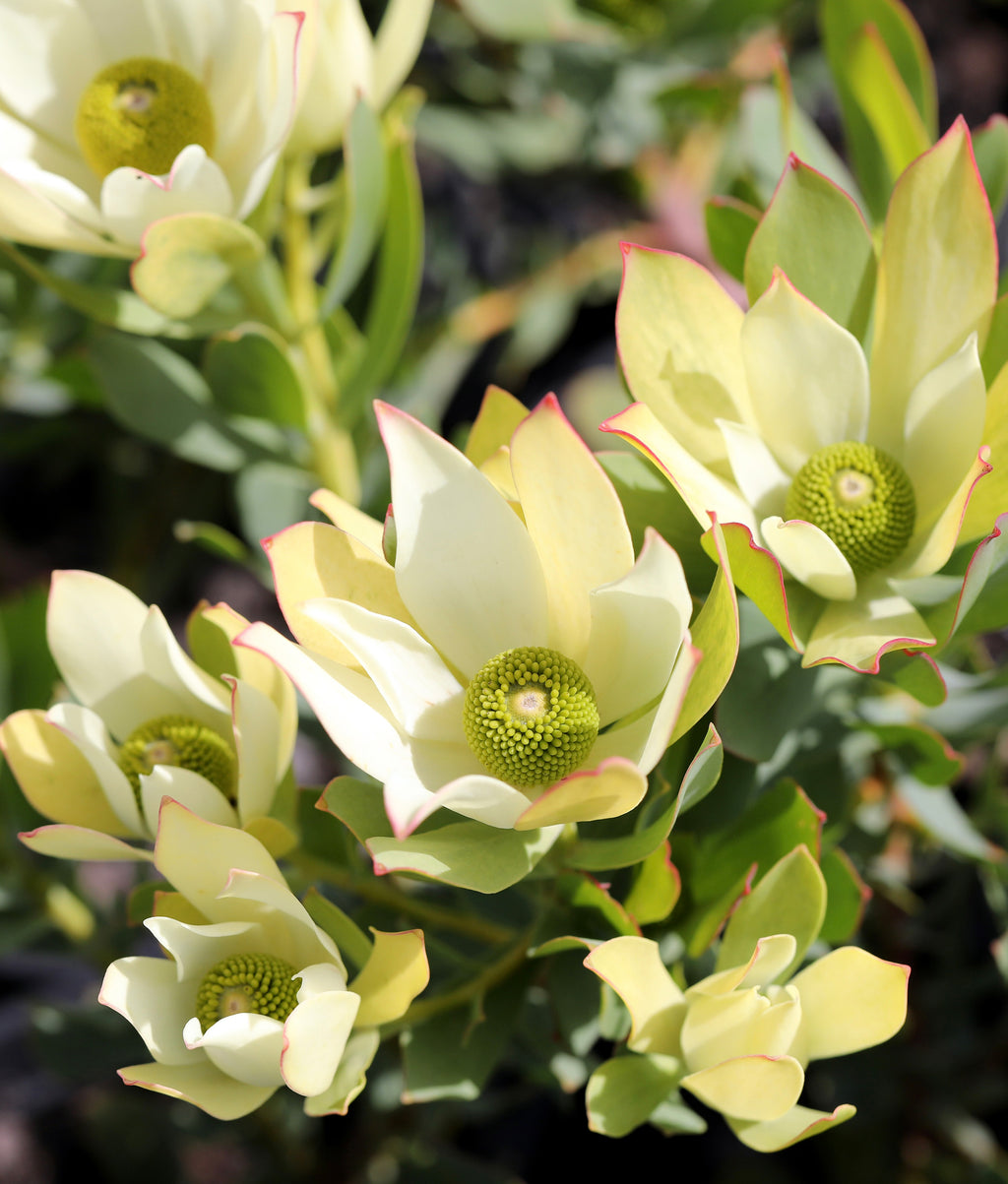 Leucadendron Lime Magic