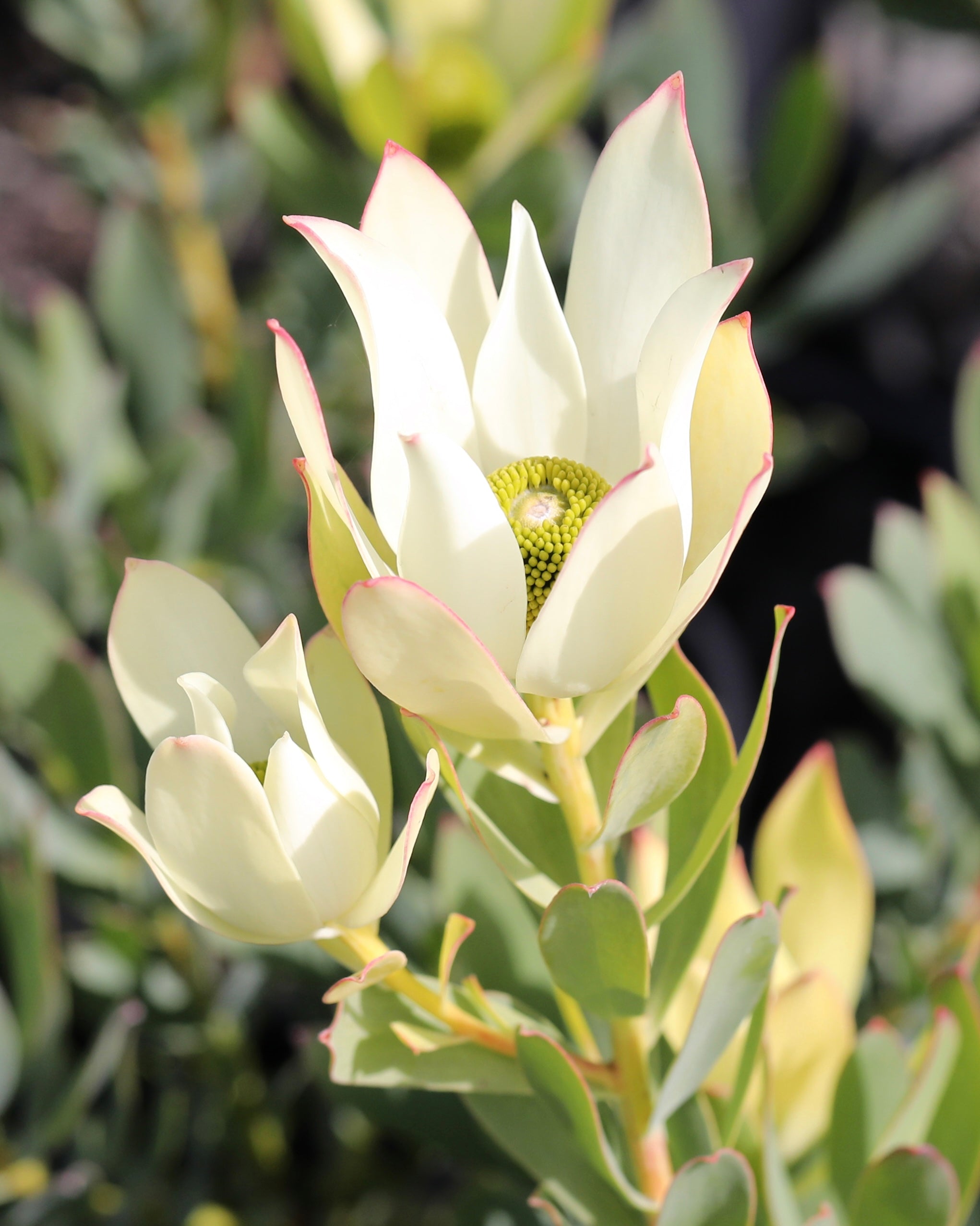 Leucadendron Lime Magic