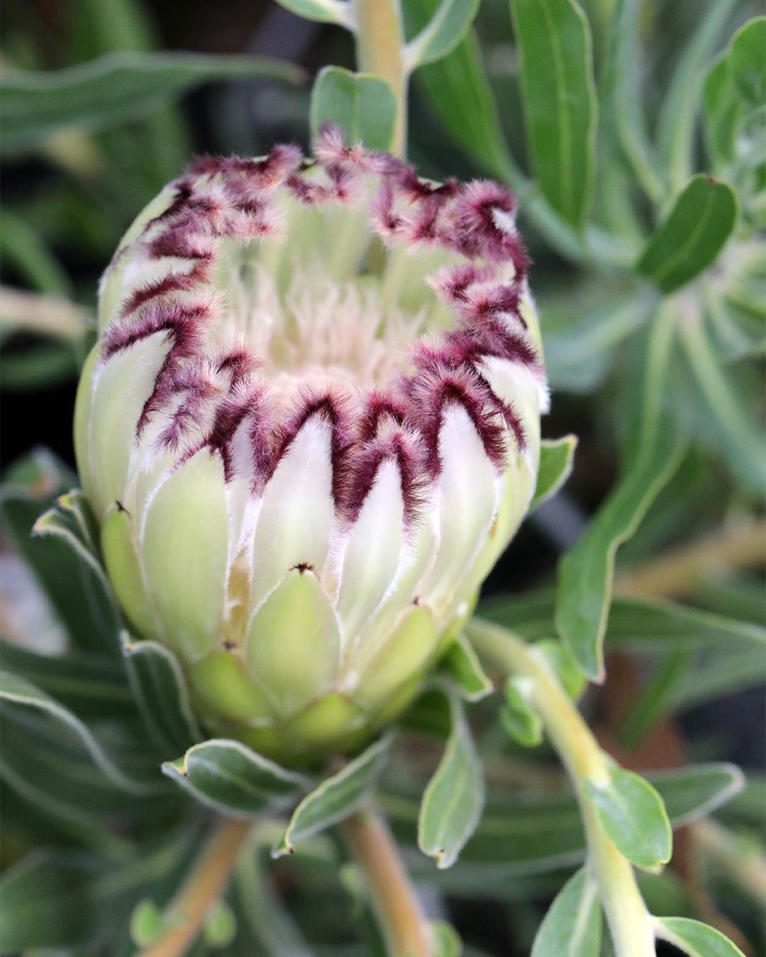Protea Limelight