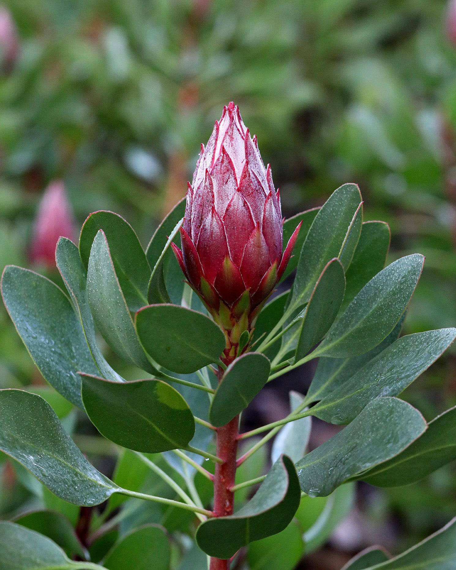 Protea Little Prince
