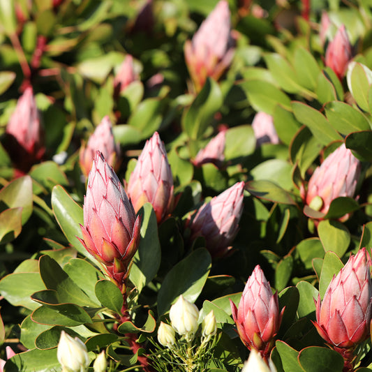 Protea Little Prince