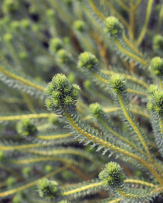 Majira - Berzelia stokoei