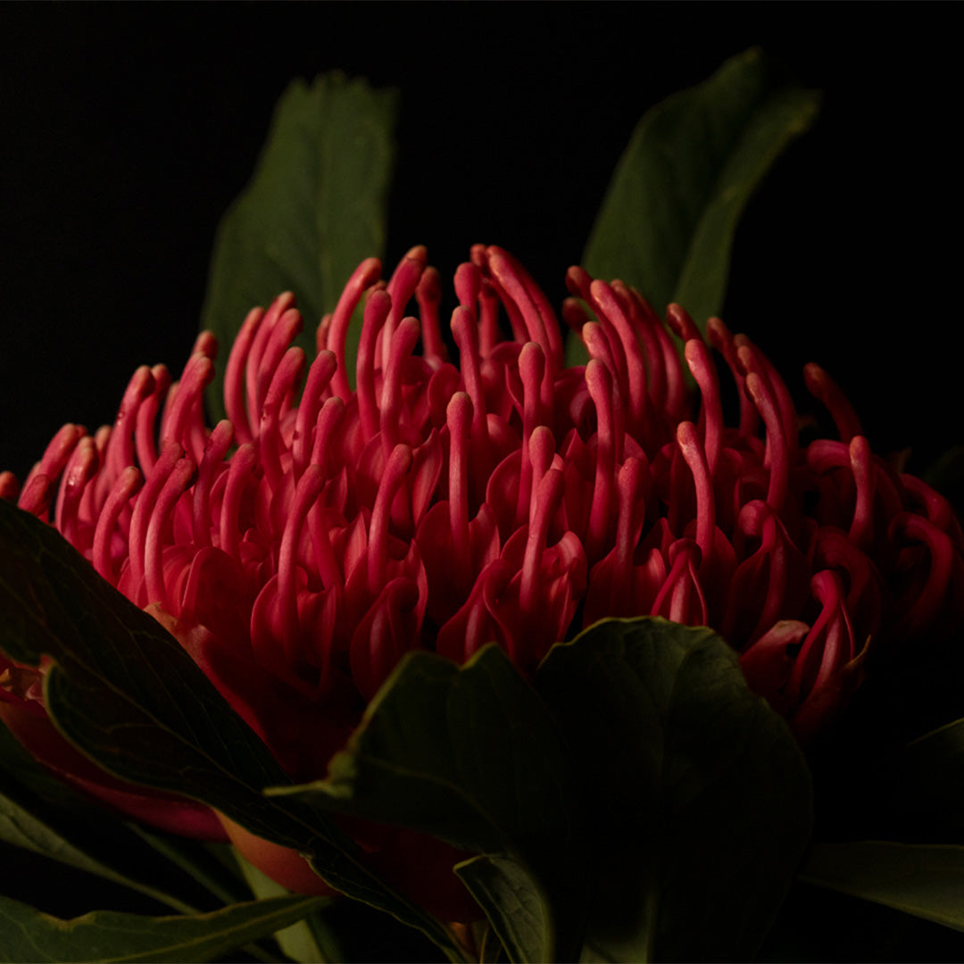 Mallee Boy Waratah