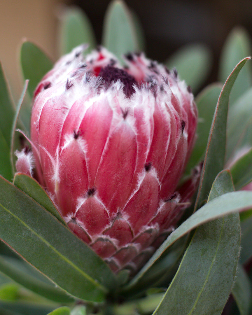 Protea Mayday