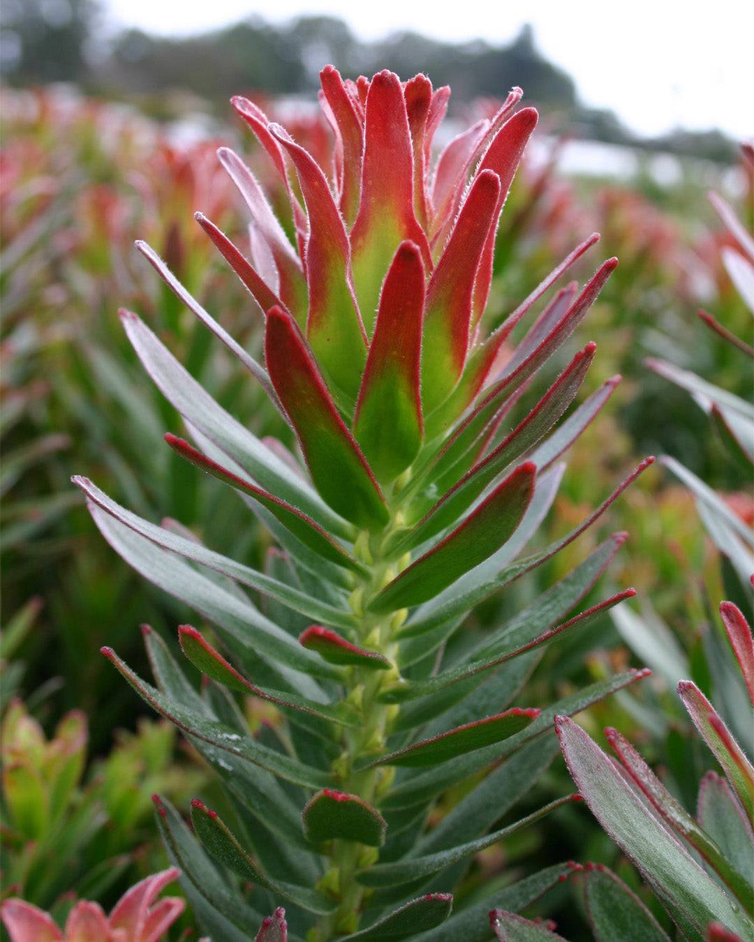 Mimetes Crackerjack Red