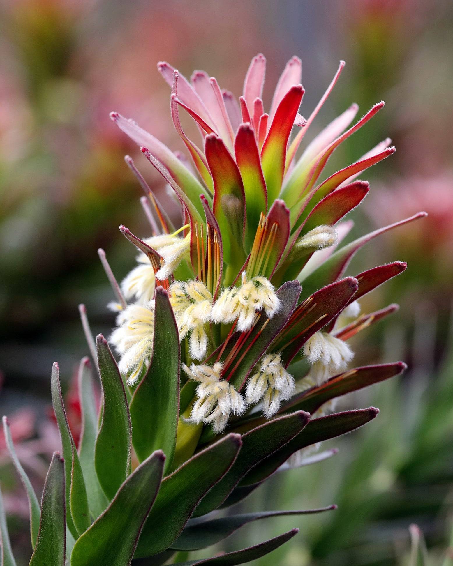 Mimetes Crackerjack Red