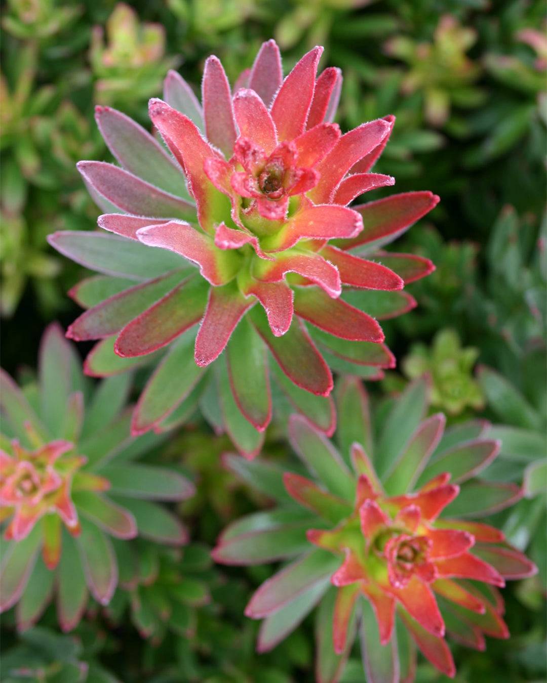 Mimetes Crackerjack Red