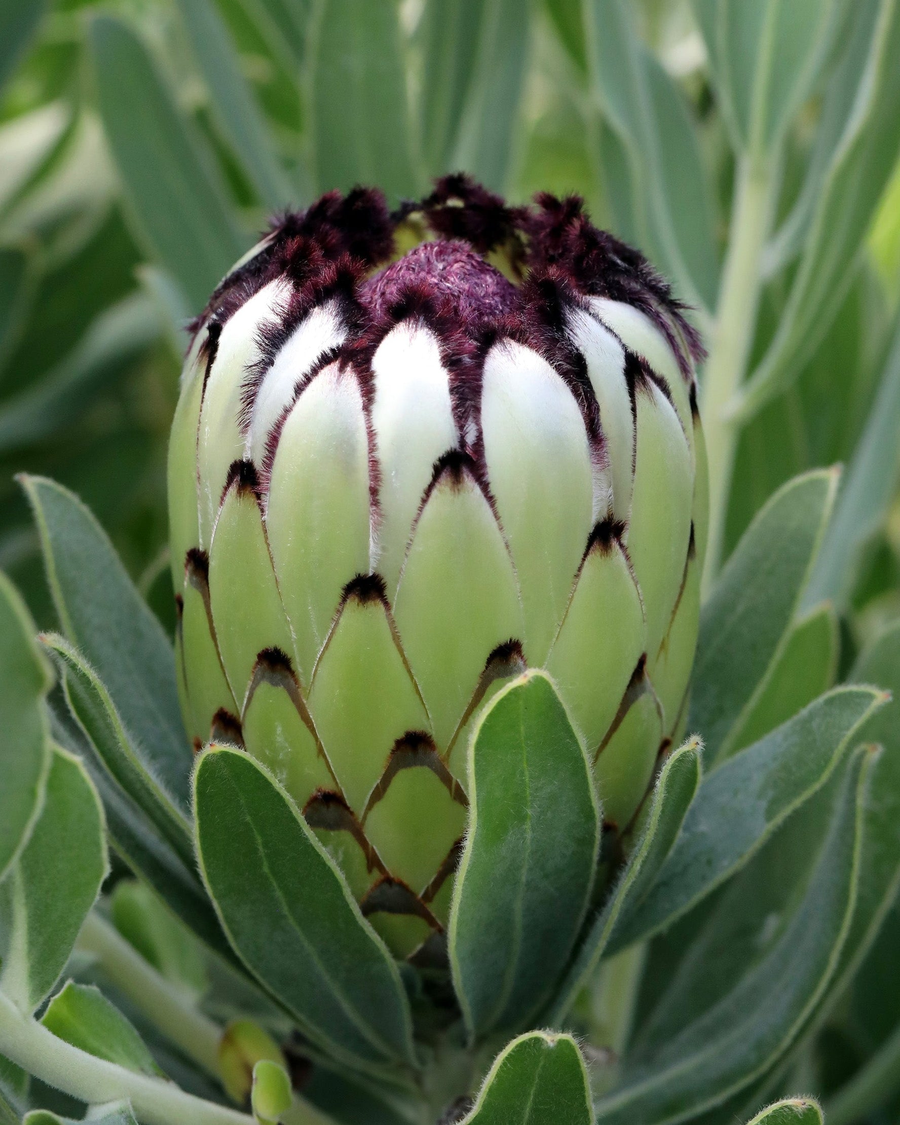 Protea Niobe