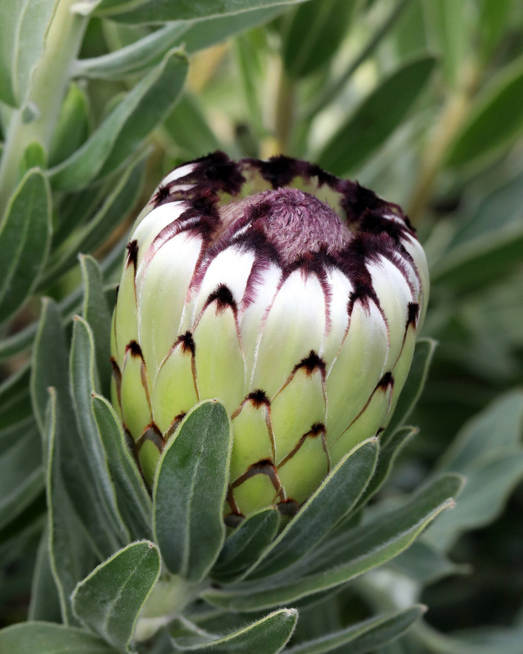 Protea Niobe