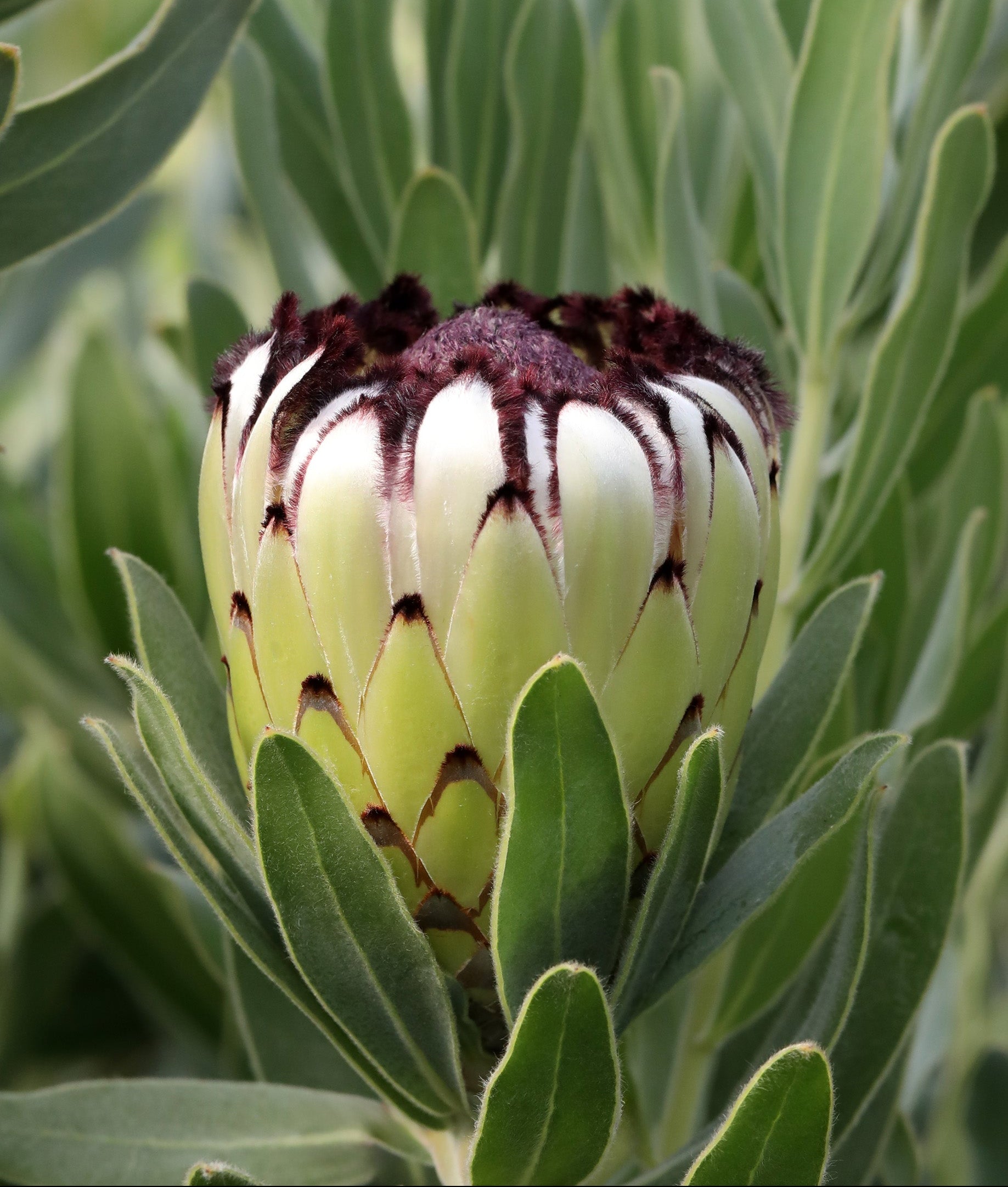 Protea Niobe