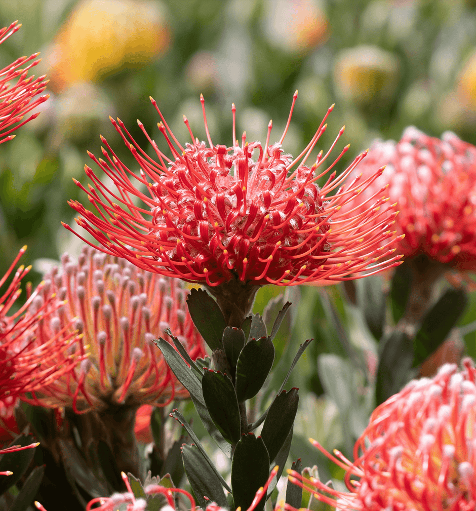Protea Plants Buy Protea Plants Online Shop Proteaflora