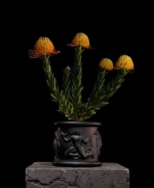 Leucospermum Phoenix Rising